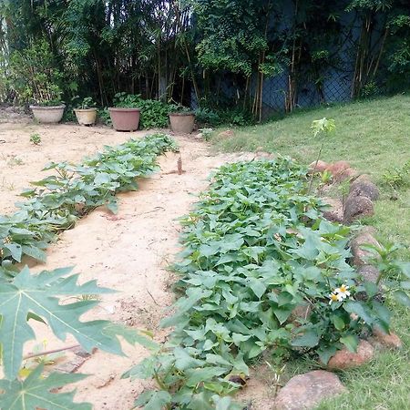 The Field Homestay Hoi An Luaran gambar