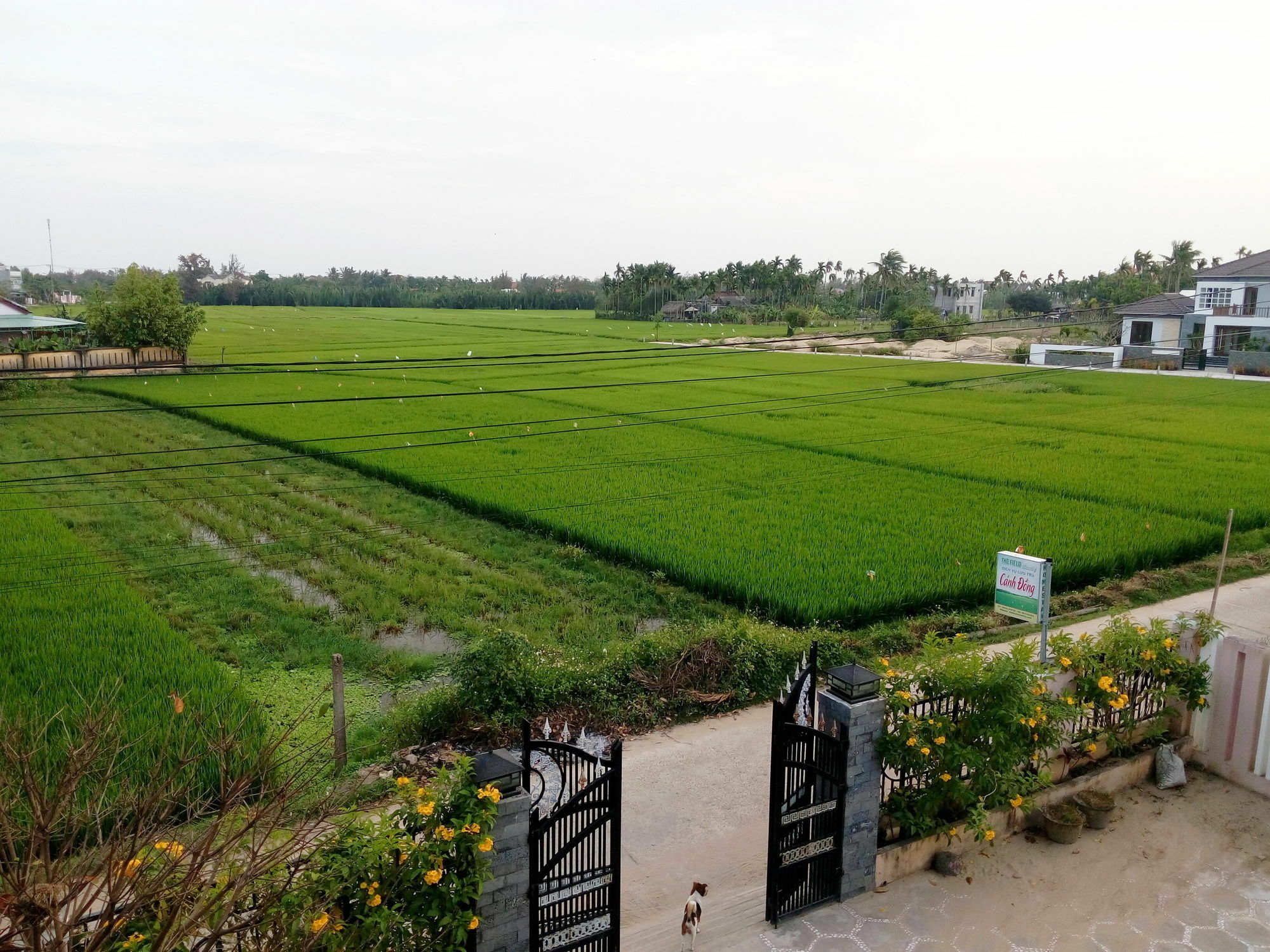 The Field Homestay Hoi An Luaran gambar